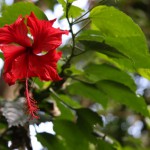 Viele schöne Blumen gibt es unter der Flora von Bali