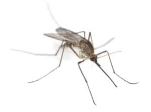 Malaria auf Bali