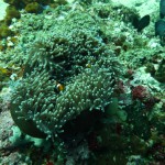 Auch den "Nemo-Effekt" bekommt man auf Bali geboten