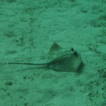 Rochen in den Gewässern von Bali